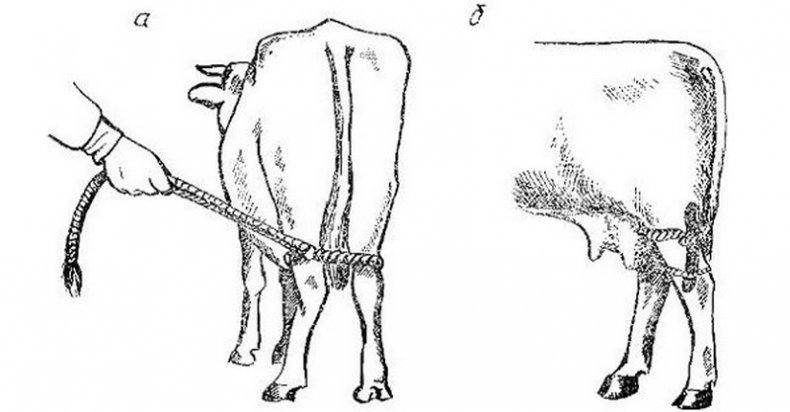 Фиксация конечностей коровы