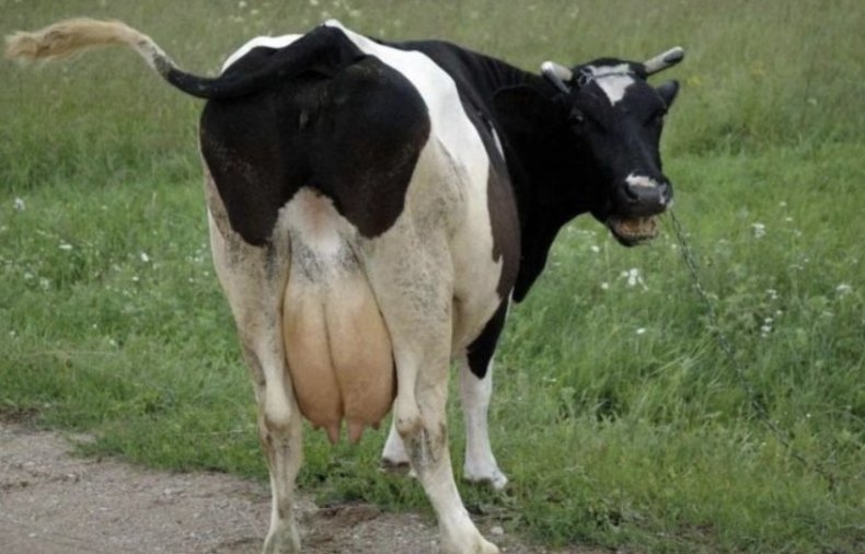 Корова крутит хвостом