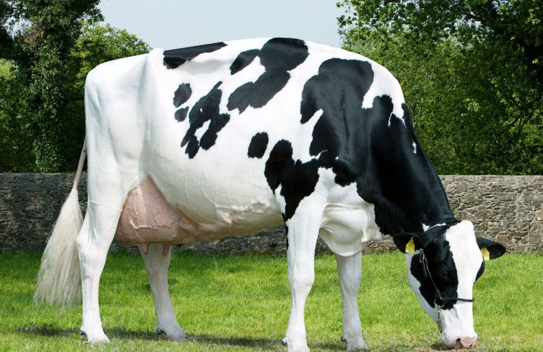 Голштино фризская порода коров