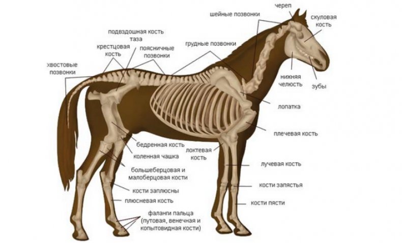 Строение скелета лошади