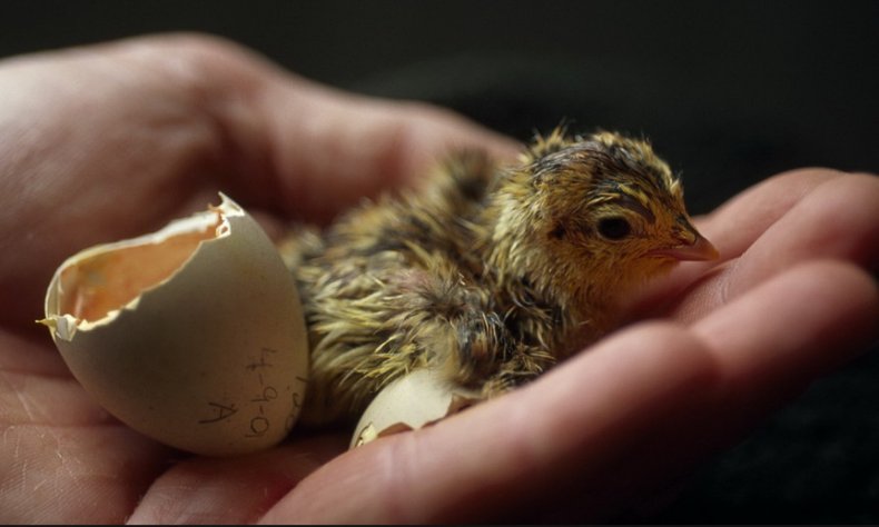 Вылупление цыплят из яиц