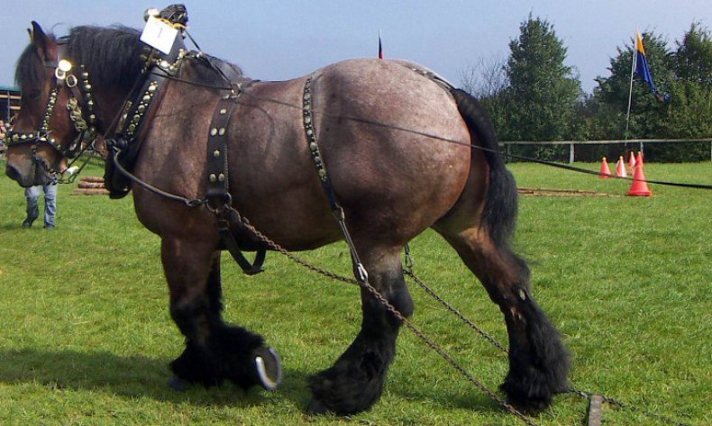 Лошадь породы Першерон