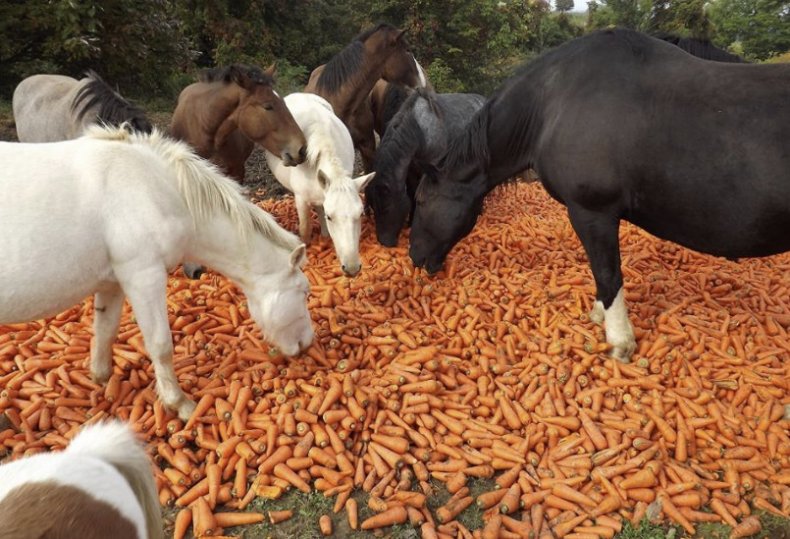 Лошади поедают морковку