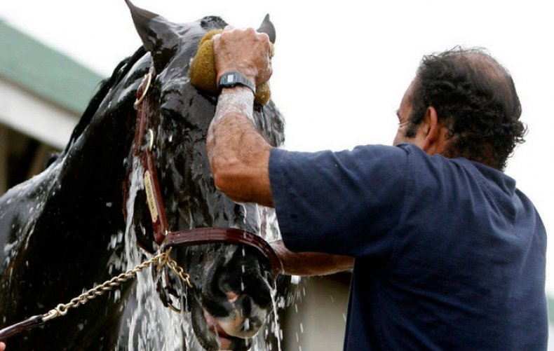 Мыть гриву лошади