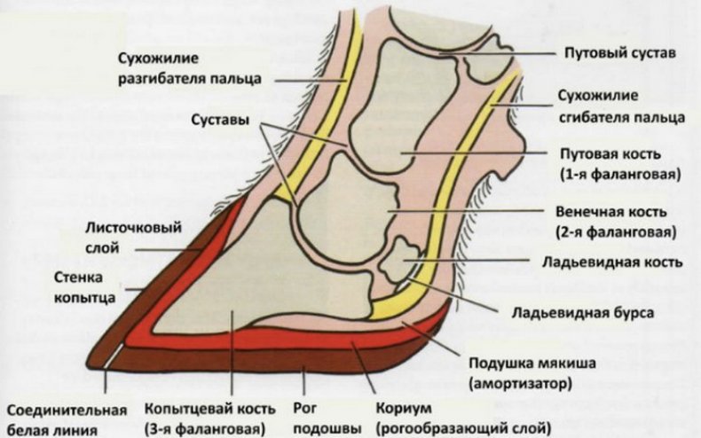 Анатомия лошадиного копыта
