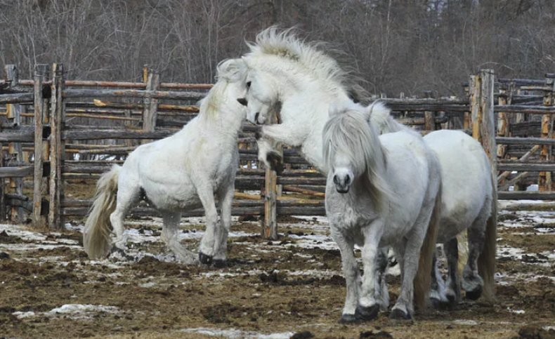 Содержание якутских лошадей в загоне