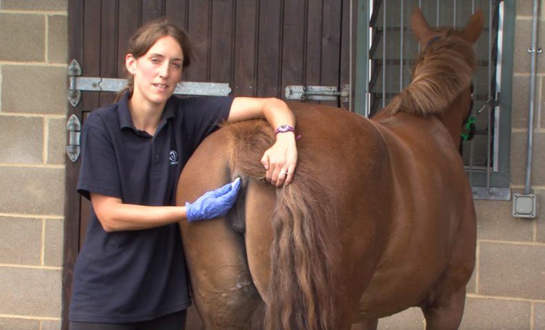 Как измерить температуру тела лошади