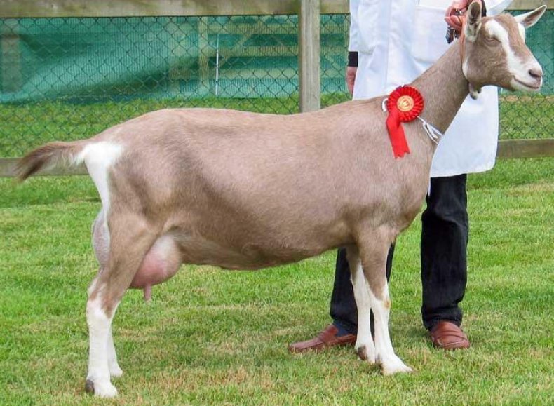 Тоггенбургская порода коз