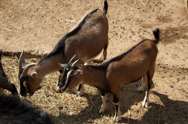 Камерунские карликовые козы