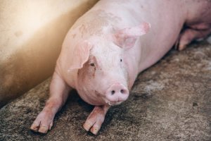 Как вывести глисты у свиней и поросят