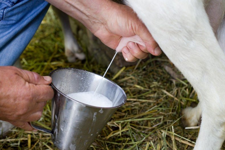 Кулачный способ доение козы