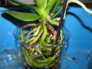 Как правильно отрастить корни у орхидеи