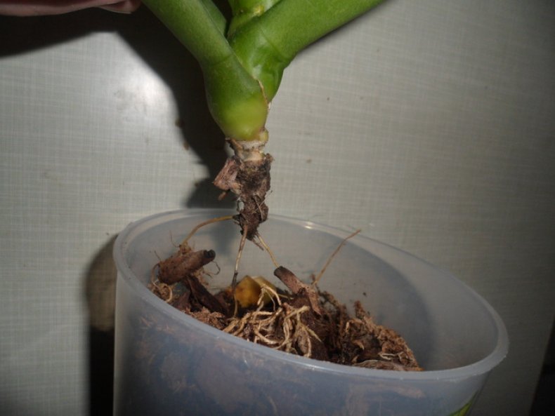 Как правильно отрастить корни у орхидеи?