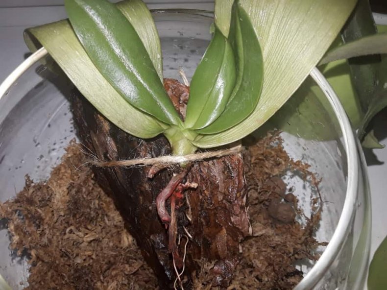 Как правильно отрастить корни у орхидеи?