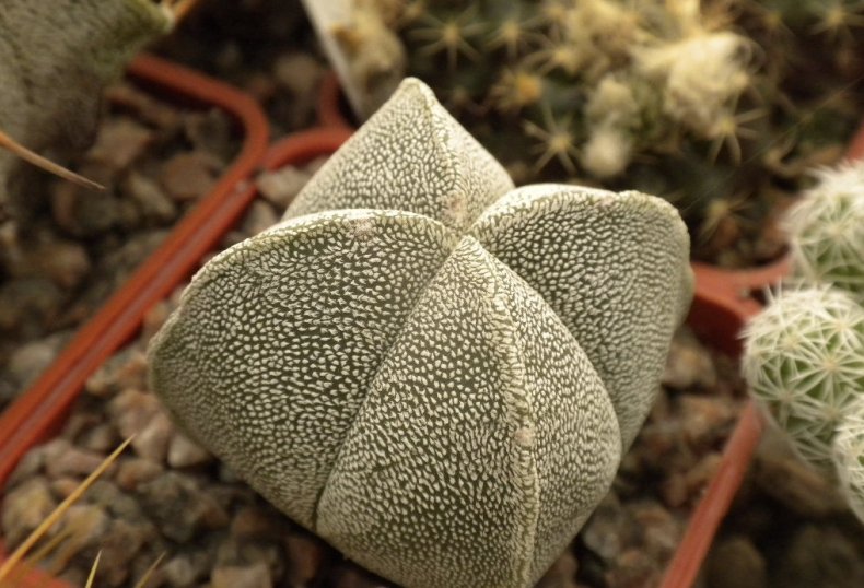 Astrophytum myriostígma