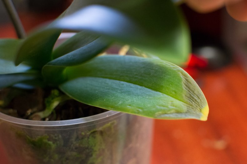 Какие проблемы могут возникнуть при выращивании орхидеи