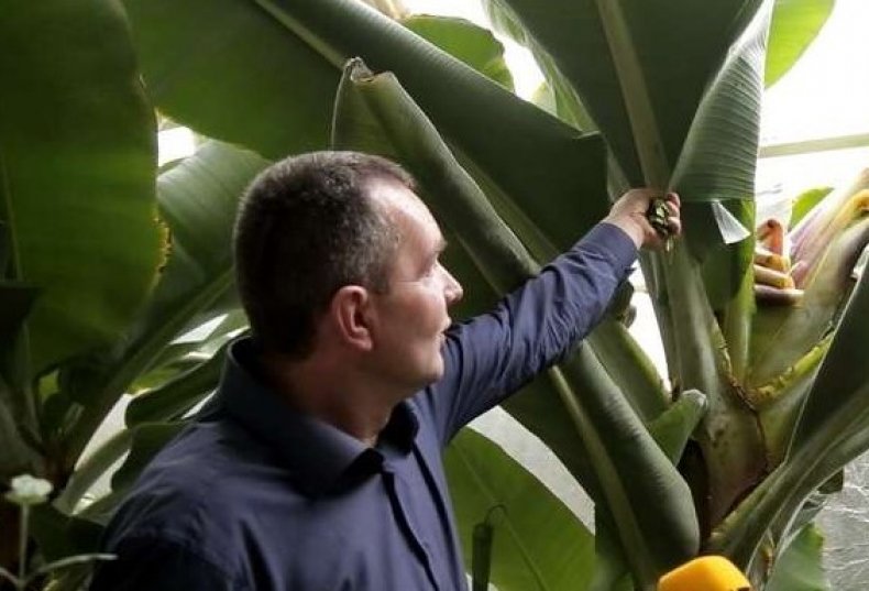 Фермер из Черновицкой области выращивает экзотические фрукты