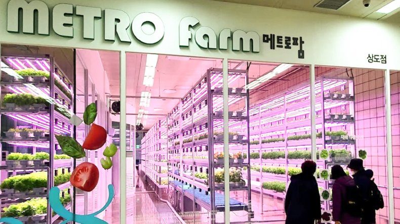Овощи в Сеуле выращивают даже под землёй