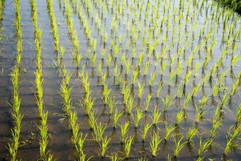 Гвинея-Бисау ищет поддержки Нигерии в производстве риса