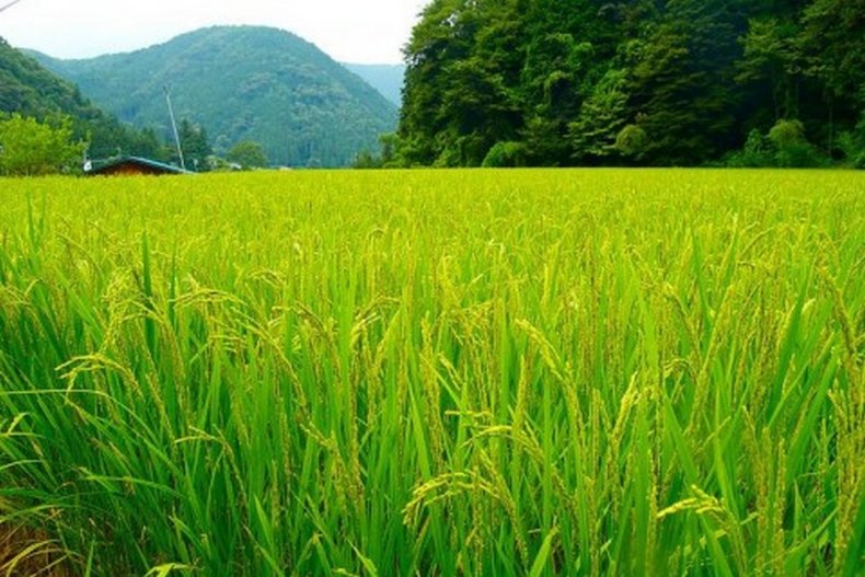 Учёные Японии захотели выяснить отношения простых людей к генно-модифицированным сортам риса