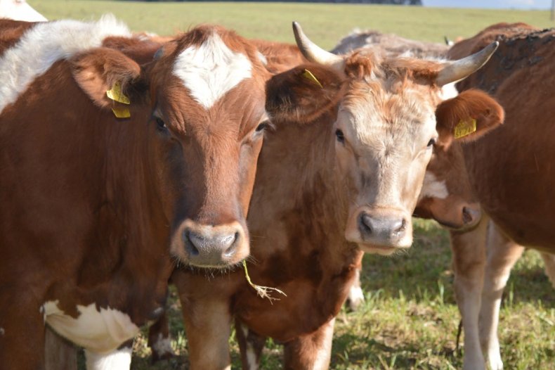 Цена на крупный рогатый скот в США снижается