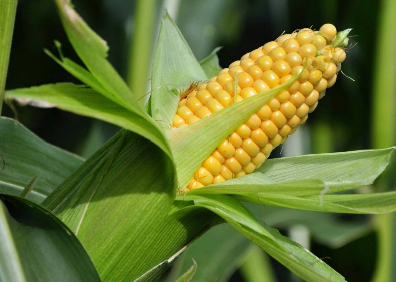 Национальные запасы кукурузы в Зимбабве находятся на критически низком уровне