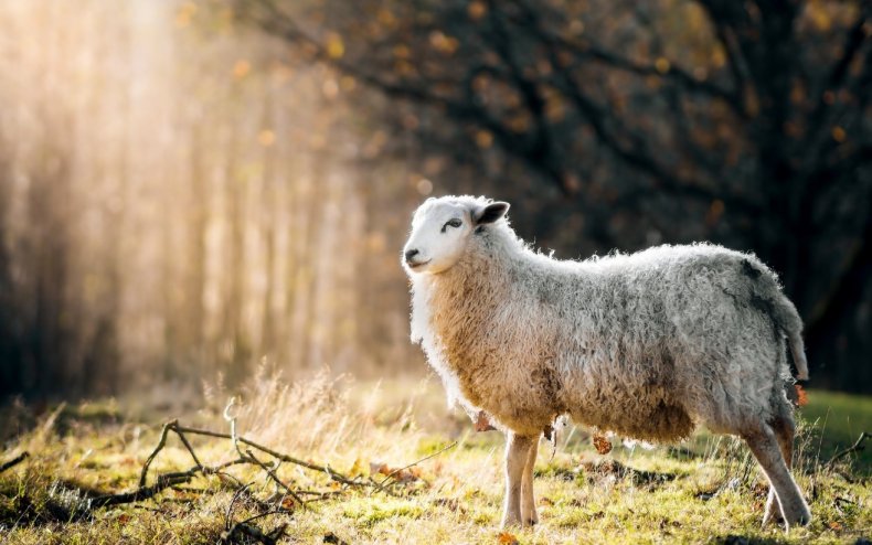 Стадо овец было снято с плавания в безопасное место в затопленной Саутленде