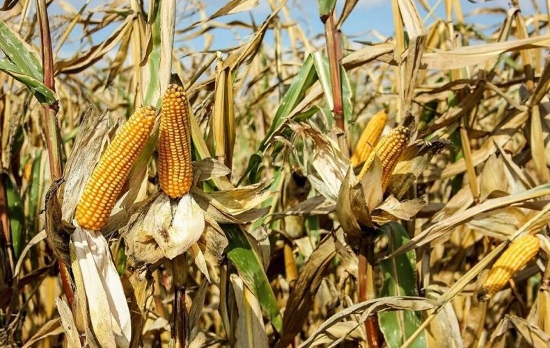 Правительство мобилизует фермеров для заключения соглашения об экспорте кукурузы в Зимбабве