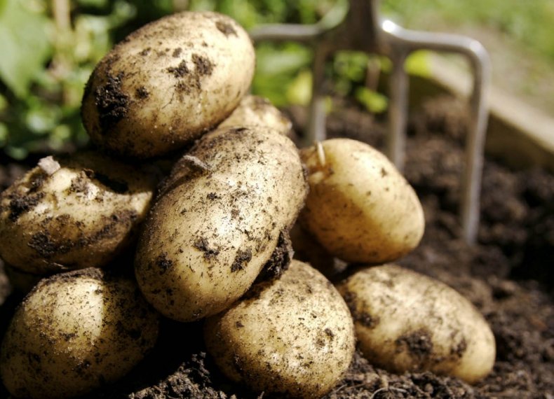 Быстрые тесты обеспечивают экономически эффективное решение для диагностики заболеваний картофеля