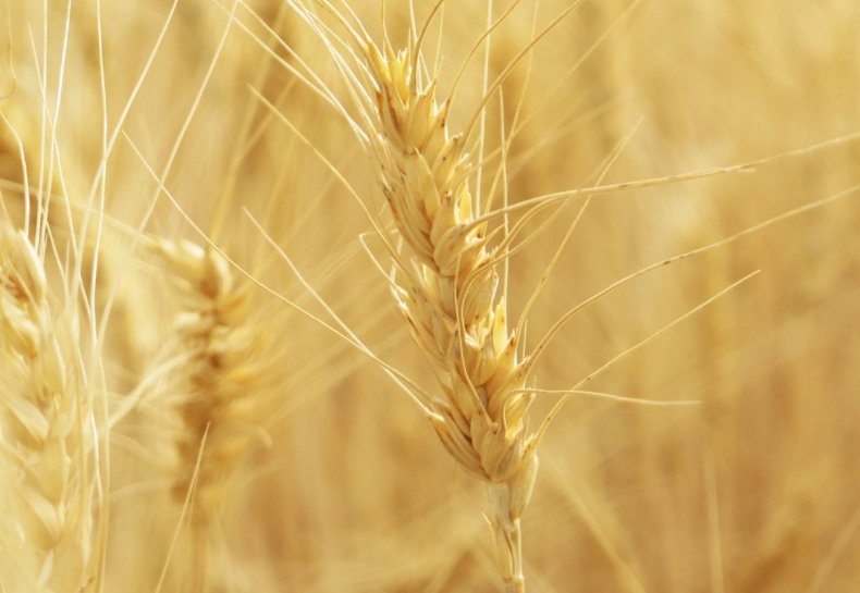Национальный фонд пшеницы открыл конкурс урожая пшеницы 2020 года