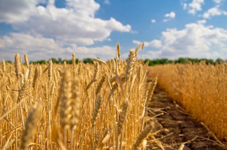 Зерно в США: ралли фьючерсов на пшеницу поднимает кукурузу