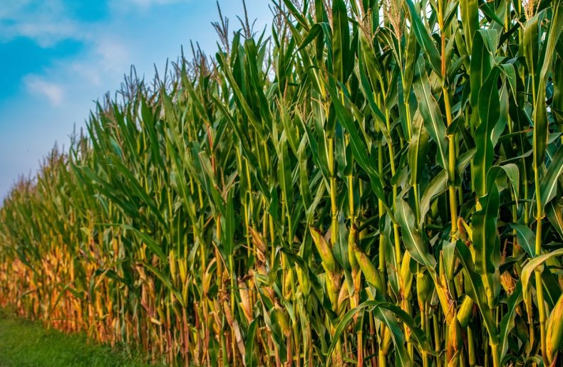Зерно в США: ралли фьючерсов на пшеницу поднимает кукурузу