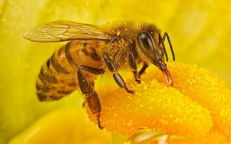 Правительство Кении принимает меры по пресечению сокращения численности пчёл