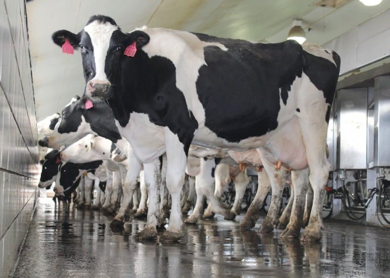 Тысячи молочных фермеров будут нуждаться в дополнительной подготовке, чтобы соблюдать правила нитратов
