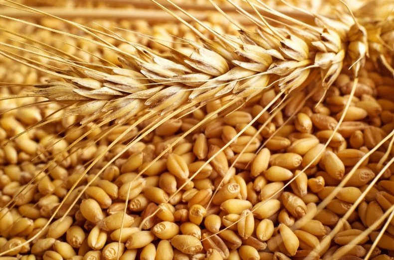 Зерновые и масличные культуры: текущий прогноз урожая на 2020 год