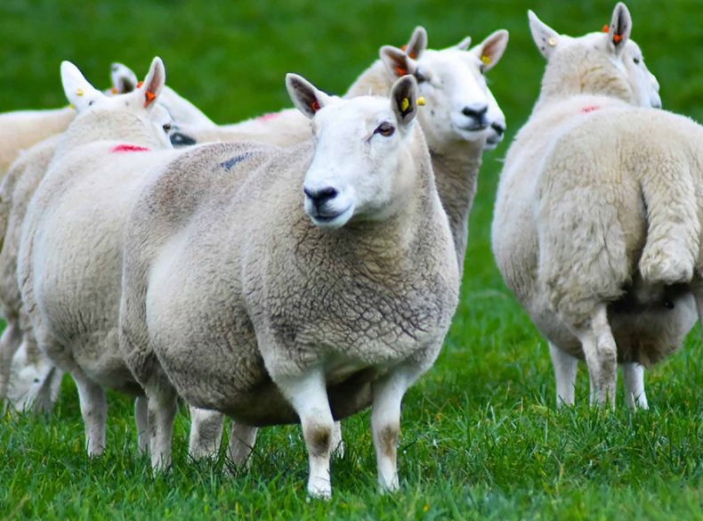 Особенности выращивания овец породы Шевиот