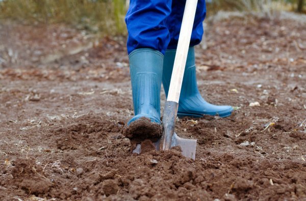 Как подготовить почву для рулонного газона: подготовка основания для .