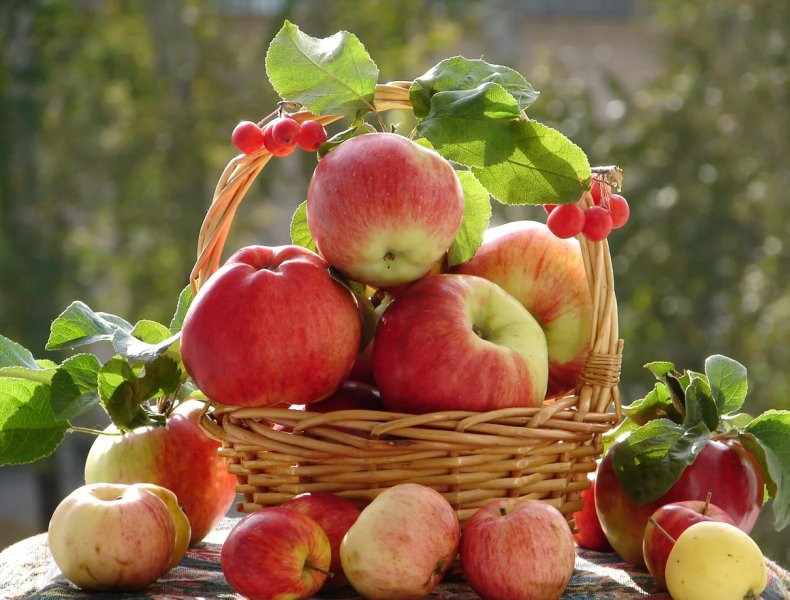 Польша рассчитывает произвести большие объёмы яблок в этом году