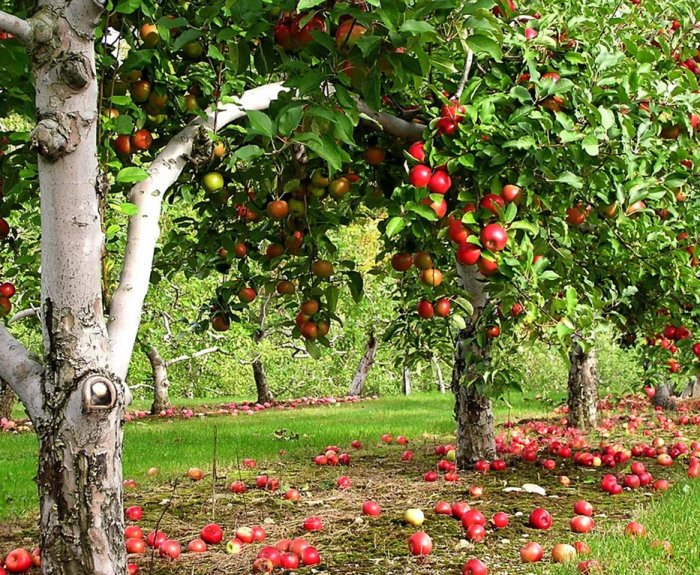 Сад Плодовых Деревьев На Участке Фото