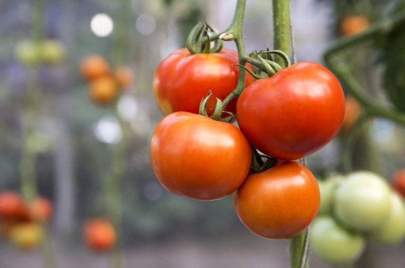 Производство российского томатного концентрата увеличивается