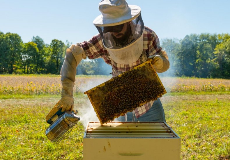 Умные системы, помогающие в скотоводстве и пчеловодстве, упрощающие фермерство