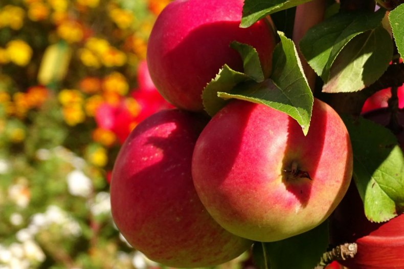 Мейн Полс: помощь фермерам должна помочь маленьким производителям яблок