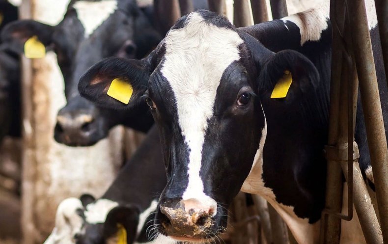 Использование инновационных датчиков Moocal Heat для повышения эффективности осеменения коров