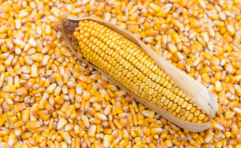 Кения планирует к маю импортировать 2 млн мешков кукурузы