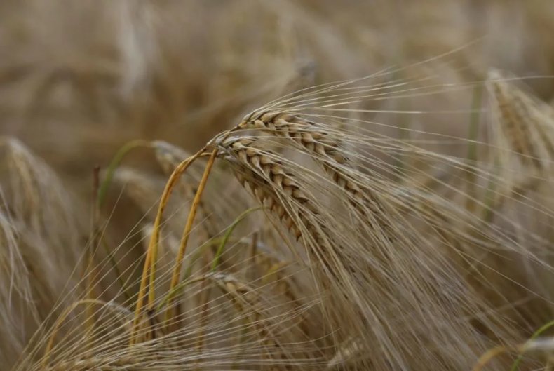 Великобритания: производители предупреждают о повышенном риске пшеничных мух в зерновых
