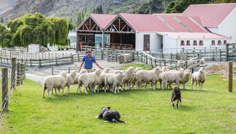 Фермеры Новой Зеландии приветствуют меры правительства по борьбе с коронавирусом