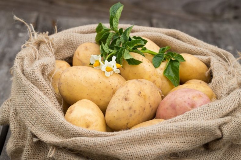 Опасность заболеваний картофеля в Венгрии