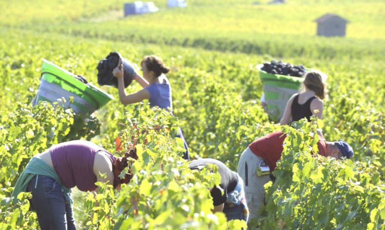 Французским фермерам необходимо 200 тыс. сезонных рабочих