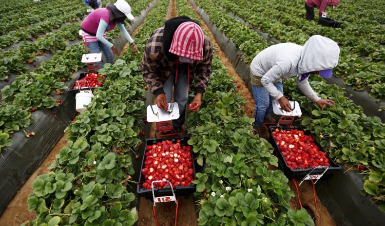 Французским фермерам необходимо 200 тыс. сезонных рабочих