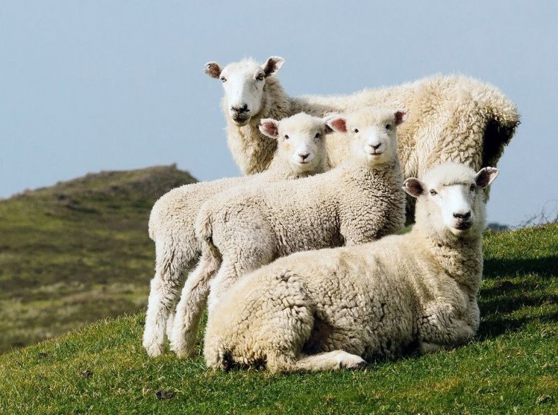 Проблемы овечьего сектора Великобритании, вызванные Covid-19